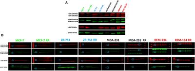 Corrigendum: Comparative Analysis of the Development of Acquired Radioresistance in Canine and Human Mammary Cancer Cell Lines